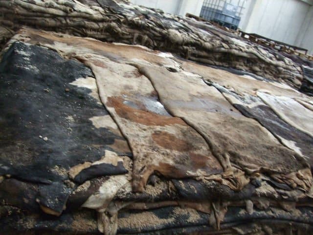 Salted Cow Hides- Cow Heads and Animal Hides